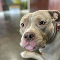 Thomas and England Veterinary Services ico