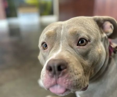 Thomas and England Veterinary Services