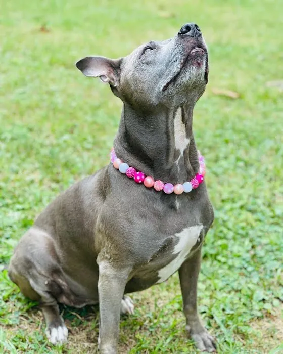 Thomas and England Veterinary Services Picture 9