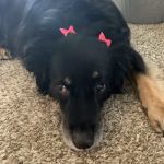 Pet Calls Wellness Clinic