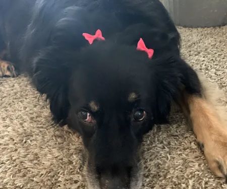 Pet Calls Wellness Clinic