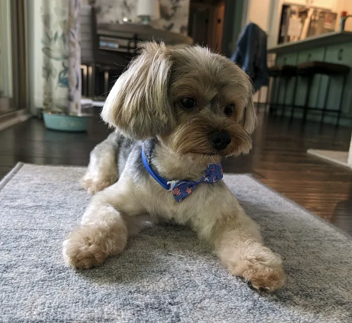 Pet Calls Wellness Clinic Picture 5