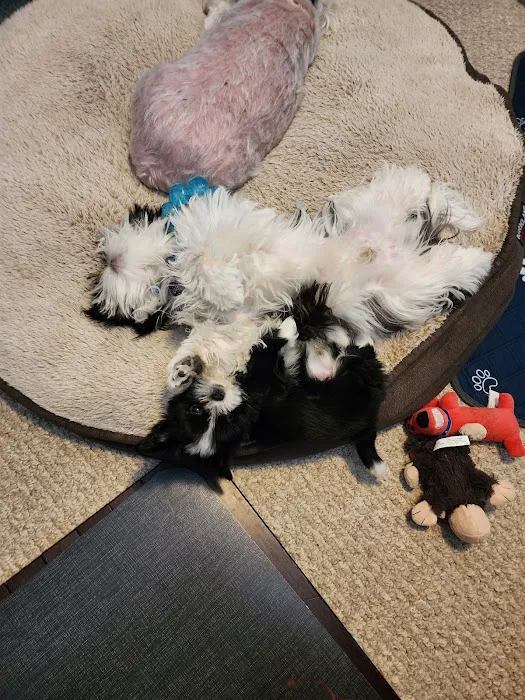 Pet Calls Wellness Clinic Picture 3