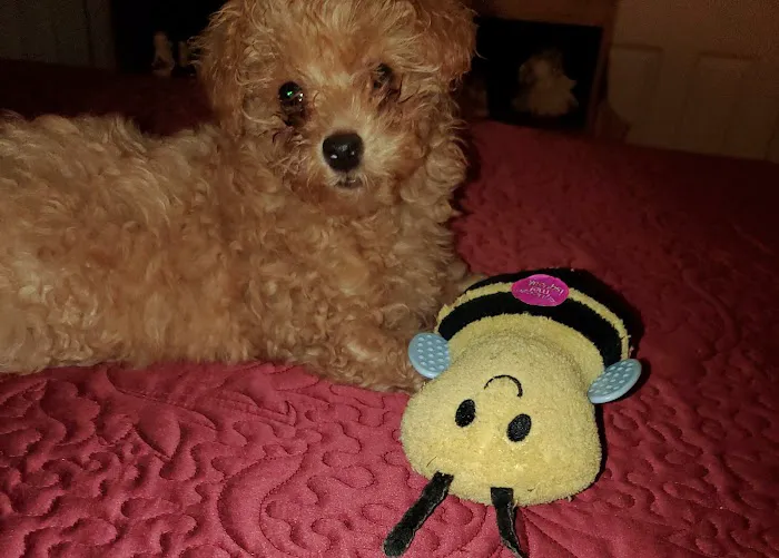 Pet Calls Wellness Clinic Picture 4