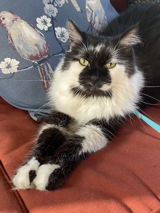 Pet Calls Wellness Clinic Picture 6