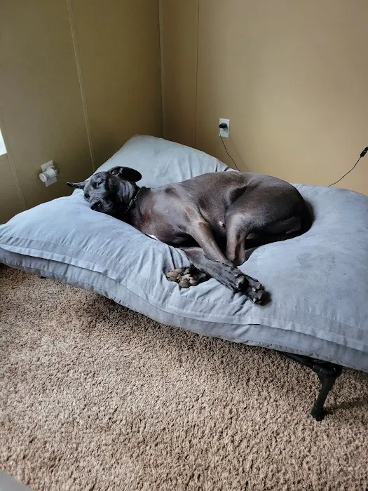 Pet Calls Wellness Clinic Picture 7