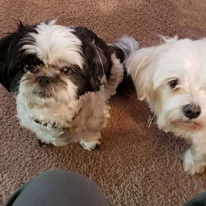 Pet Calls Wellness Clinic Picture 9