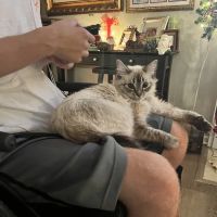 Family Pet Hospital: Burchett Leslie B DVM ico