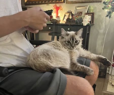 Family Pet Hospital: Burchett Leslie B DVM