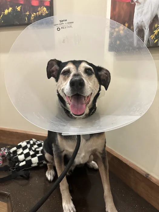 Sango Veterinary Hospital Picture 6