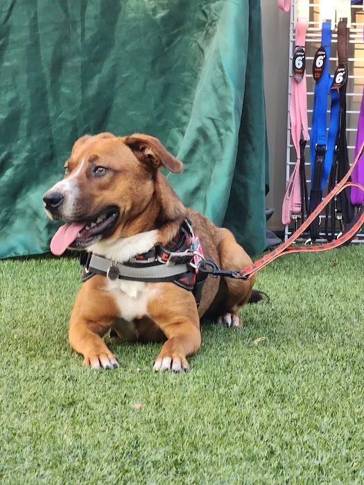 Sango Veterinary Hospital Picture 8