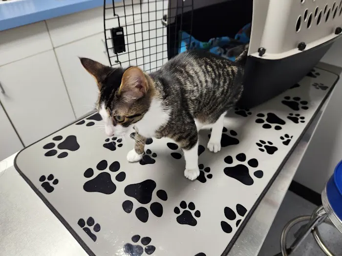 Kingston Springs Animal Hospital Picture 1