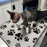 Kingston Springs Animal Hospital ico