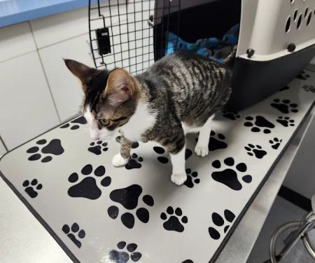 Kingston Springs Animal Hospital