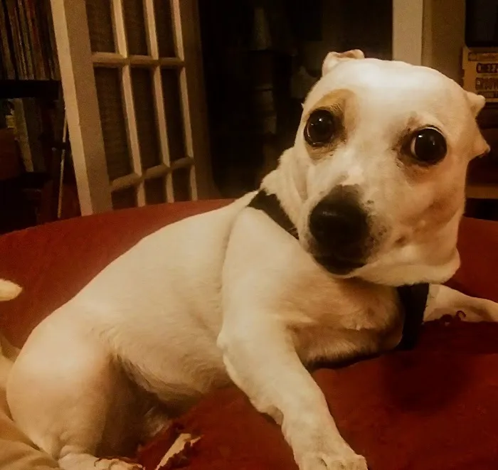 Kingston Springs Animal Hospital Picture 5