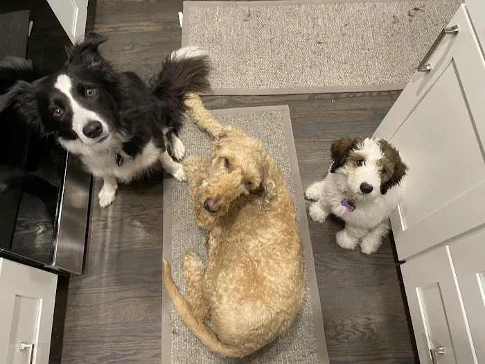 Kingston Springs Animal Hospital Picture 4