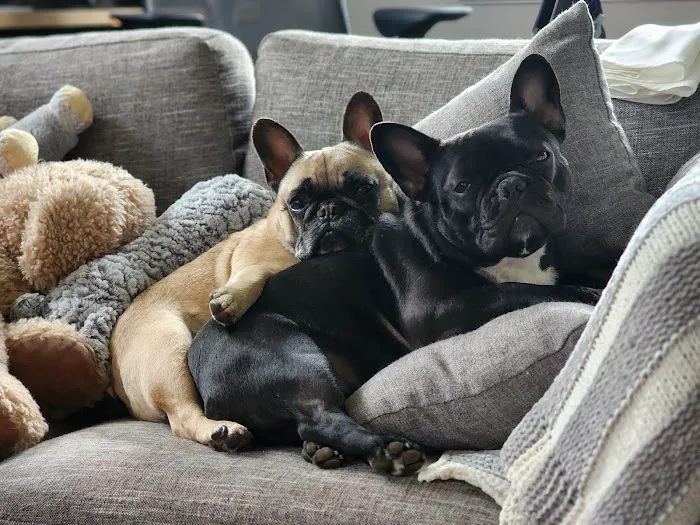 Kingston Springs Animal Hospital Picture 3