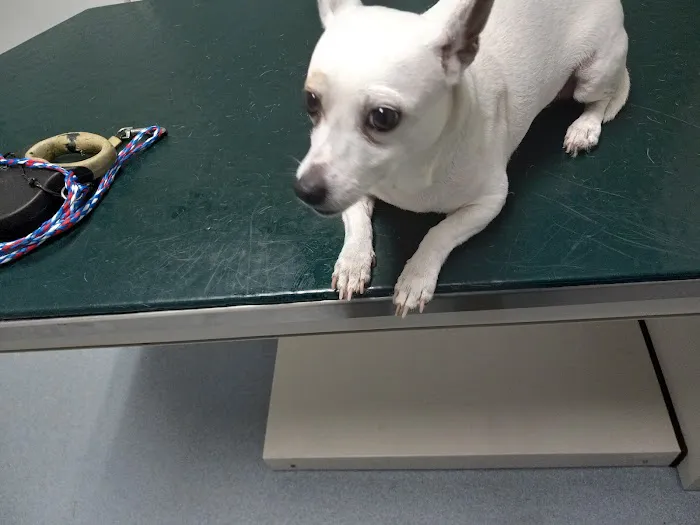 Kingston Springs Animal Hospital Picture 8