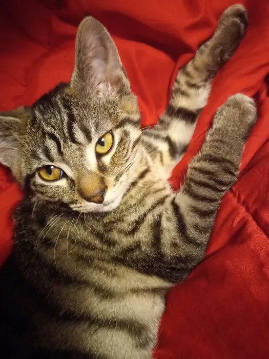 Kingston Springs Animal Hospital Picture 9