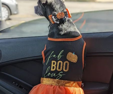 White Bluff Animal Clinic