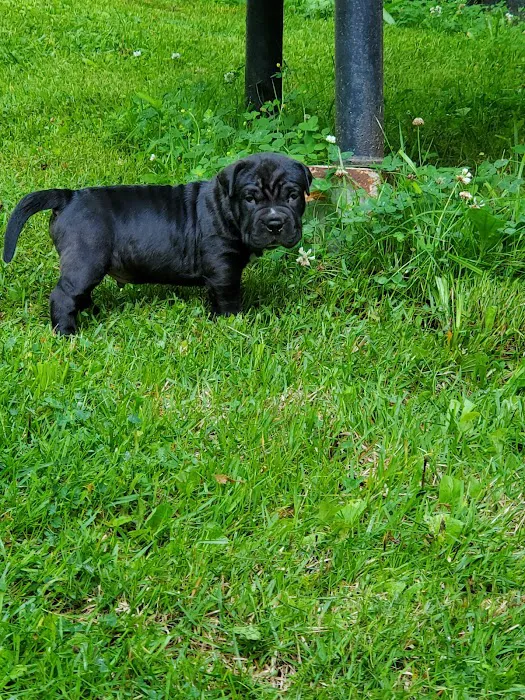 White Bluff Animal Clinic Picture 8