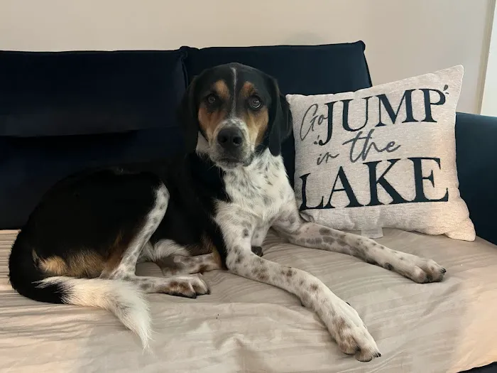 Brown Animal Hospital Picture 1