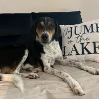 Brown Animal Hospital ico