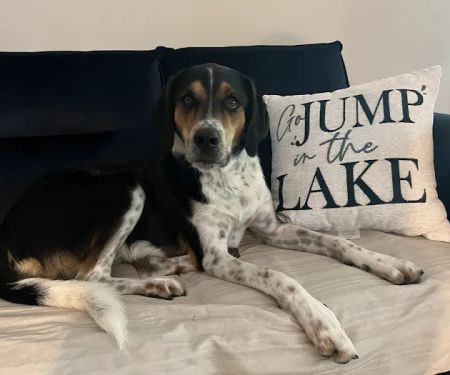 Brown Animal Hospital