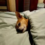 Logan County Animal Clinic