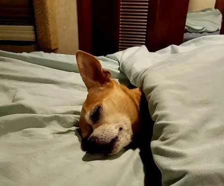 Logan County Animal Clinic