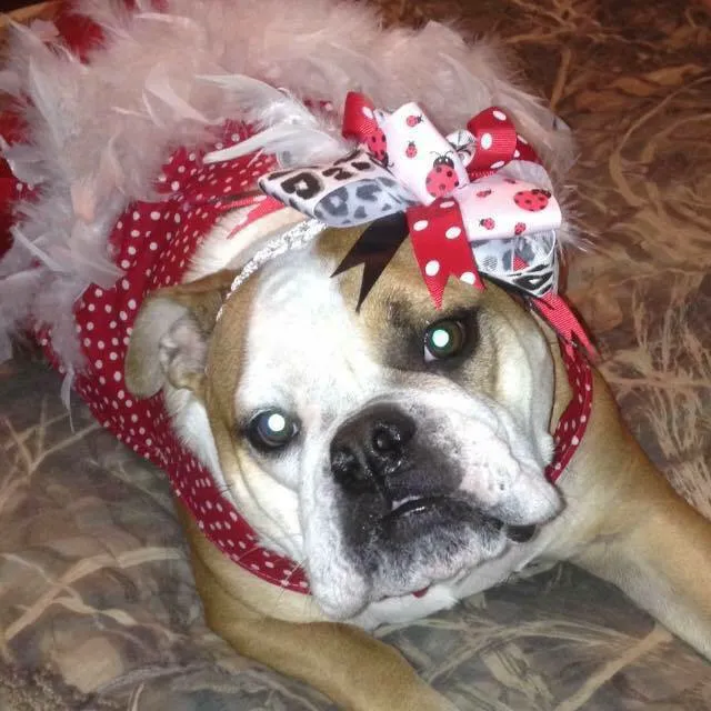 Logan County Animal Clinic Picture 6