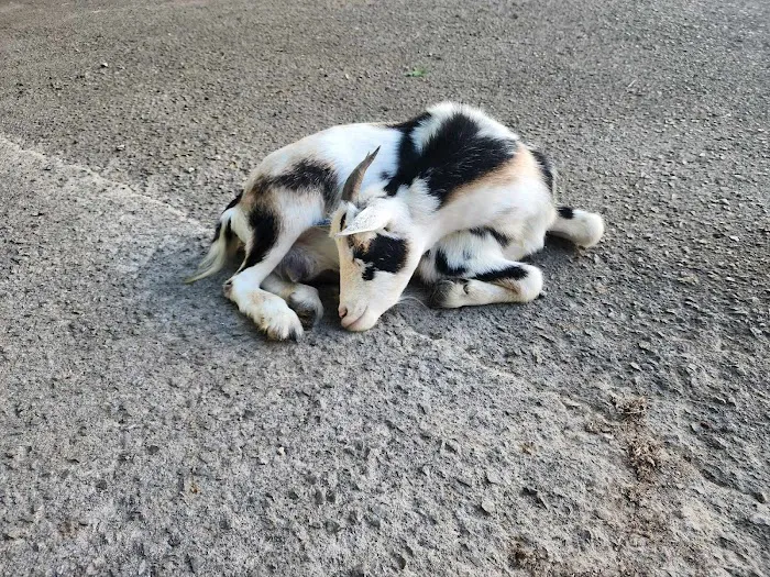 Logan Bethel Veterinary Services Picture 4