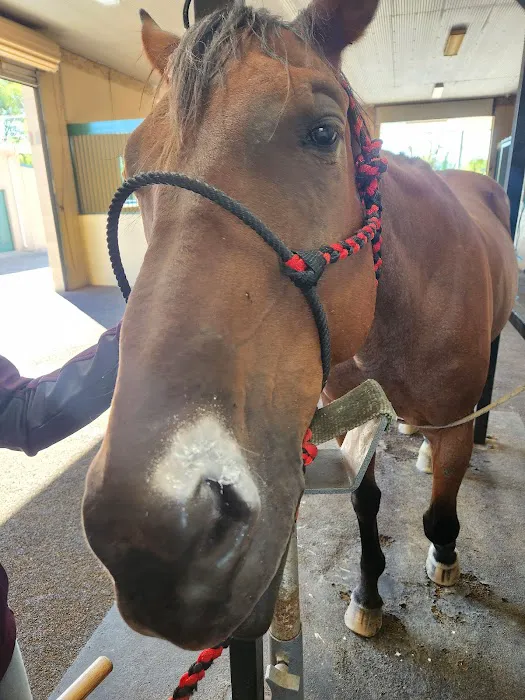 Logan Bethel Veterinary Services Picture 3