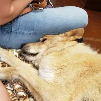 Cornerstone Veterinary Services ico