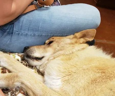 Cornerstone Veterinary Services