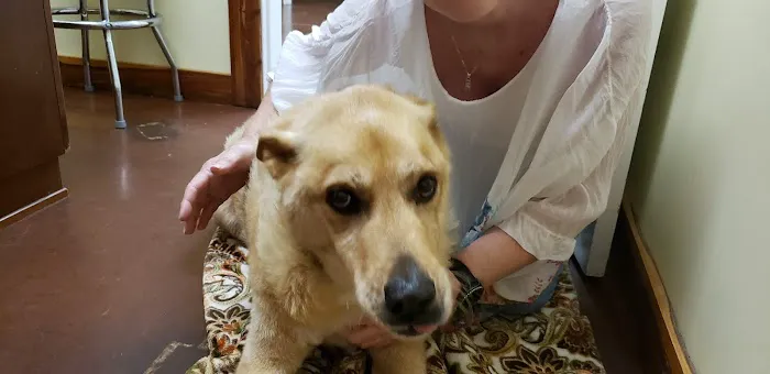 Cornerstone Veterinary Services Picture 3