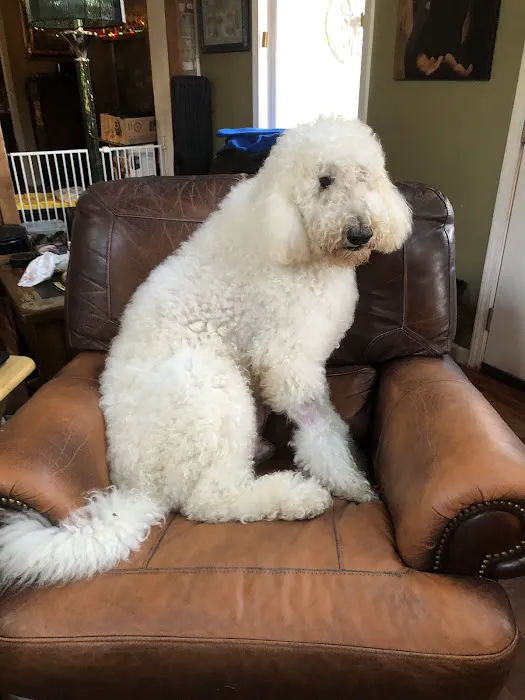 Cornerstone Veterinary Services Picture 4