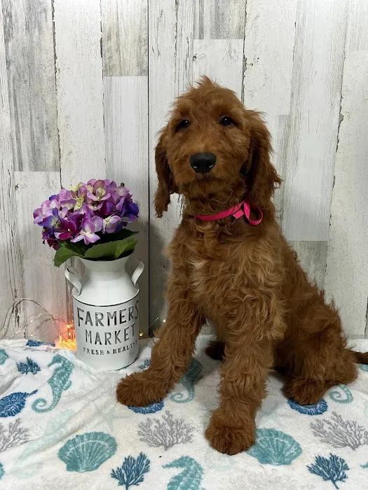 Cornerstone Veterinary Services Picture 7