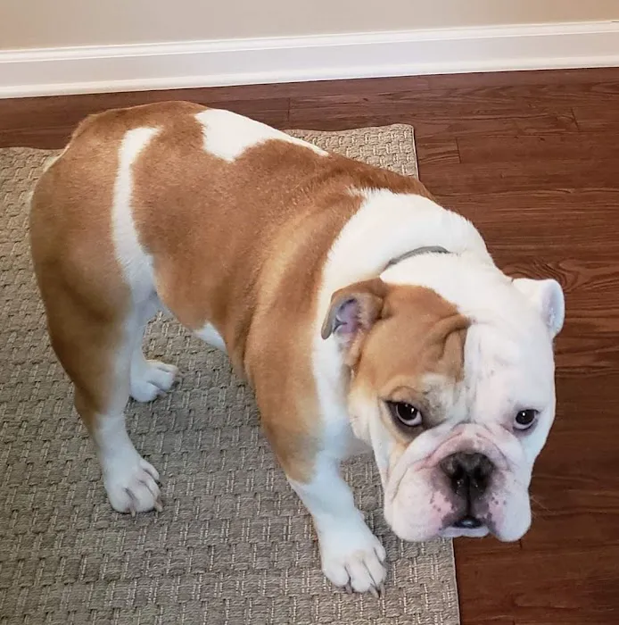 Cornerstone Veterinary Services Picture 8