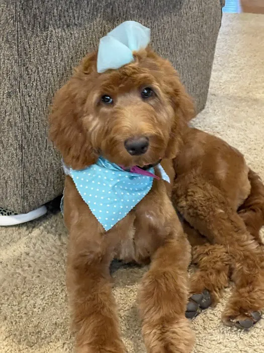 Cornerstone Veterinary Services Picture 6