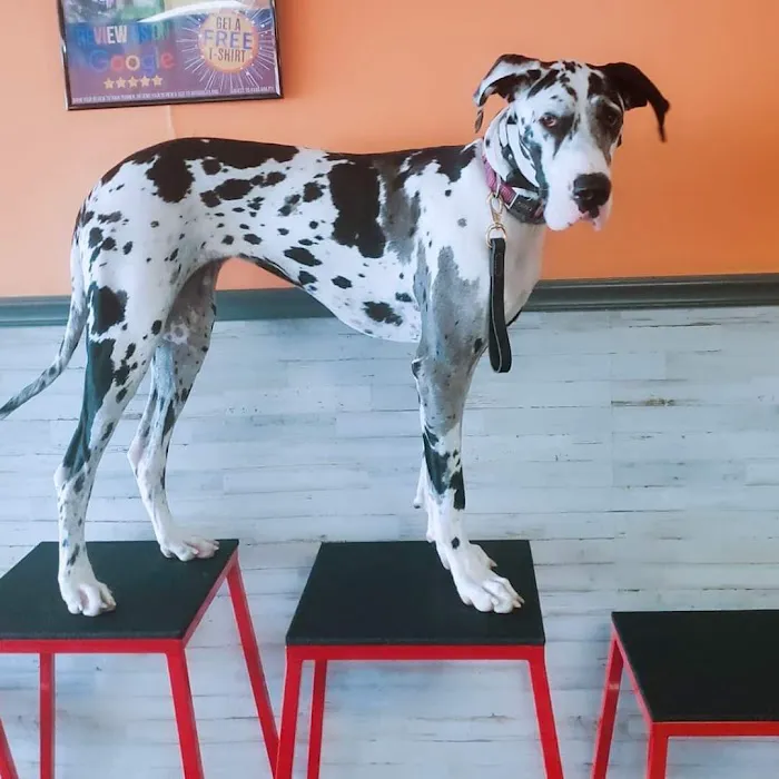 Cornerstone Veterinary Services Picture 5