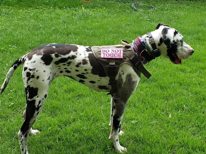 Cornerstone Veterinary Services Picture 9