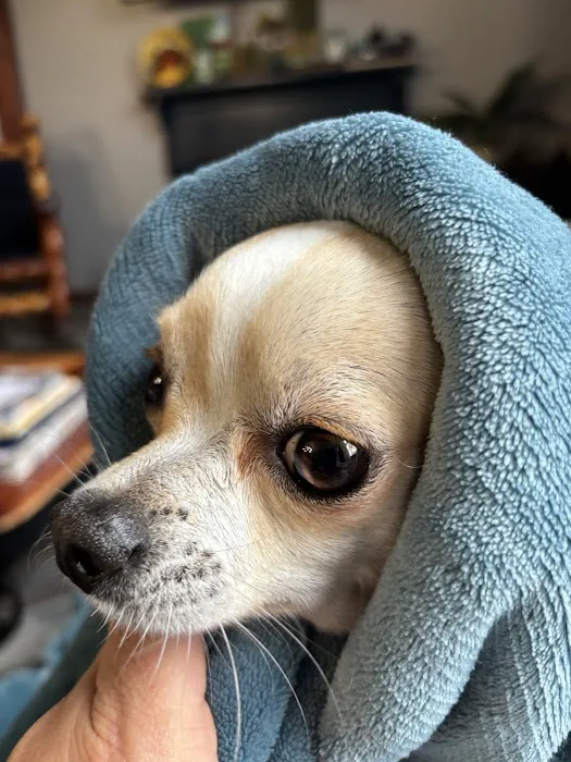 Cornerstone Veterinary Services Picture 10