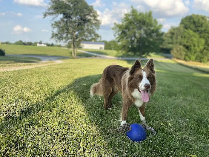 Todd County Animal Clinic, Inc. Picture 8