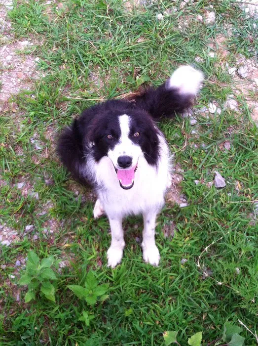 Todd County Animal Clinic, Inc. Picture 10