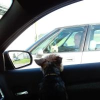 Crossroads Animal Clinic ico