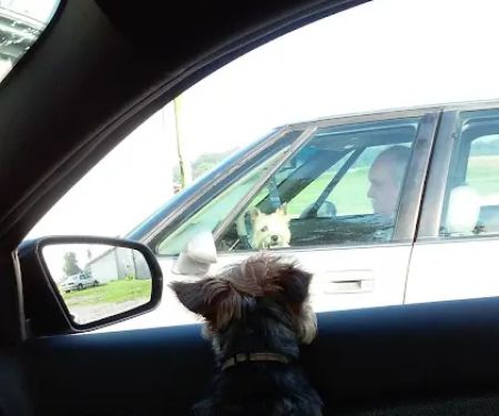 Crossroads Animal Clinic