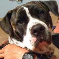 Town & Country Animal Hospital ico