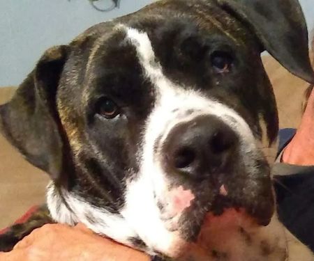 Town & Country Animal Hospital