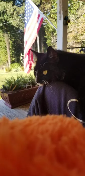 Town & Country Animal Hospital Picture 2